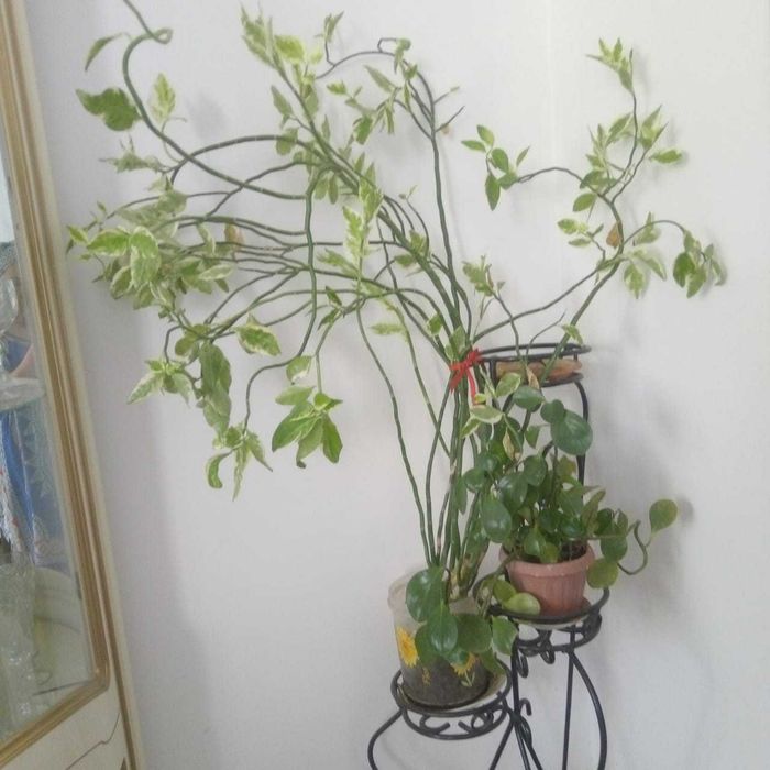 Продам комнатные цветы