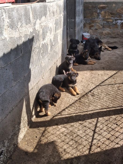 Pui Ciobănesc German deosebiți – Vaccinați și Deparazitați (Carnet Sănătate)