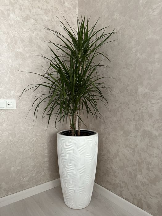 Драцена Маргината