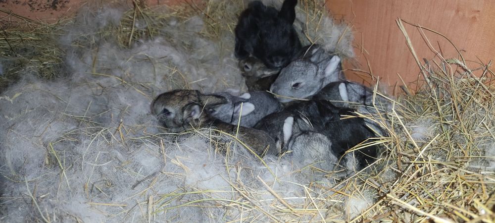 Крольчата кролики