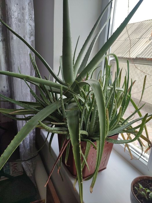 Продам алое лечебное