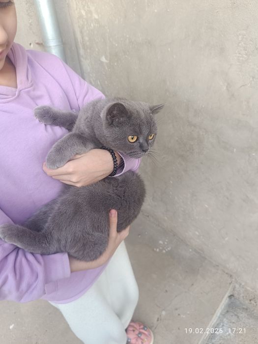 Skotsh strayt mushu sotiladi