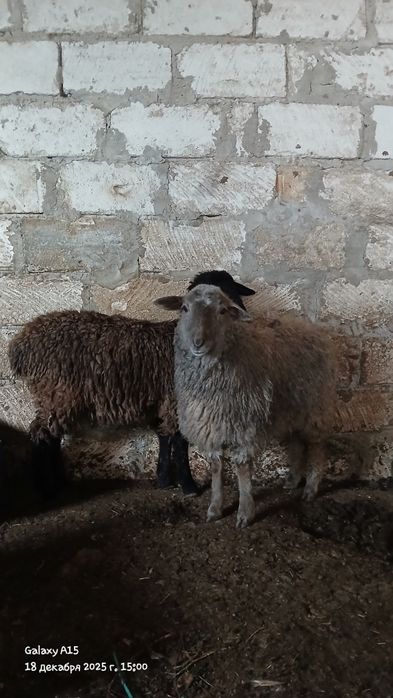 Қолда бағып отырған тоқтылар сатылады,бағасы келісіммен