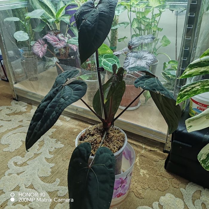 Продаётся Philodendron Atabapoense.Philodendron Atabapoense.