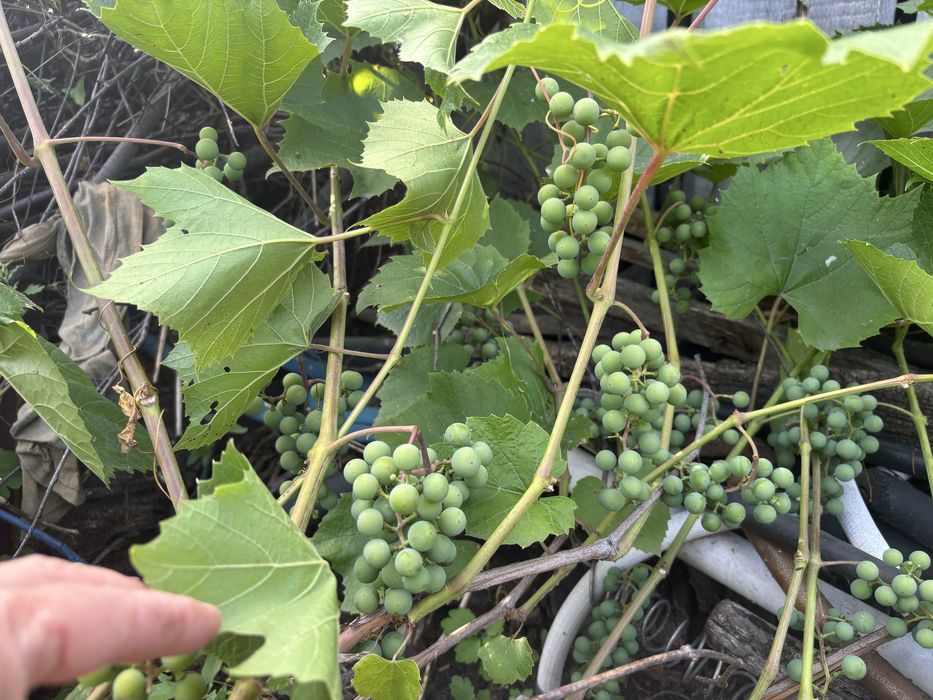 Дача Дачный участок Гудок