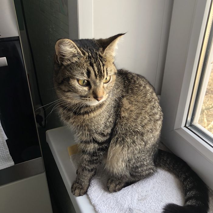 Животные . Кошки .