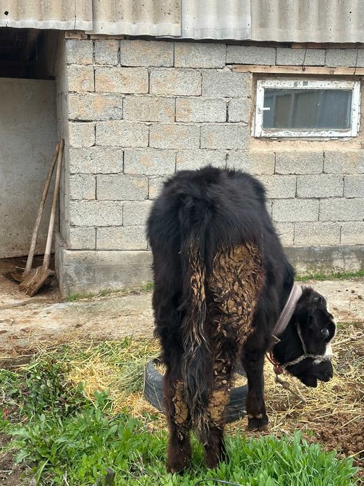 10 oylik Smental buqa sotiladi.