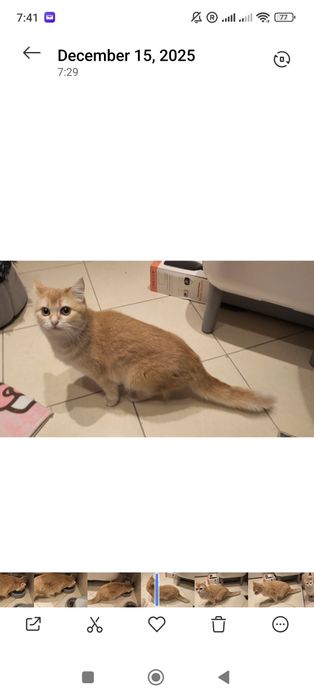 9-месечна женска златна британска късококосмя котка