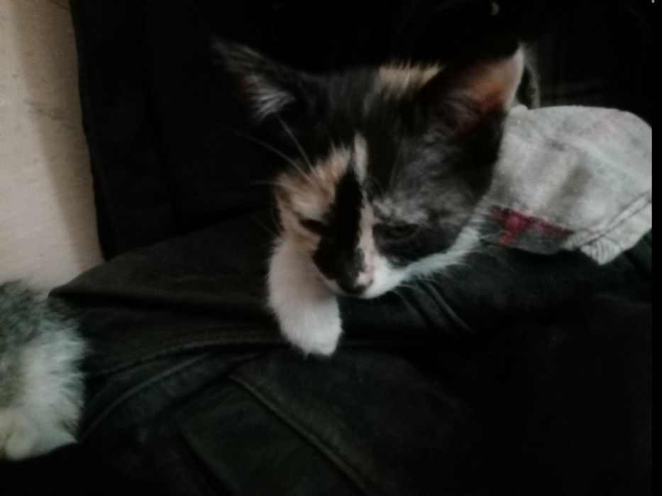 Отдам котят в хорошие руки.