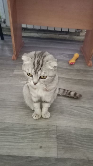 ОТДАМ даром  кошечку
