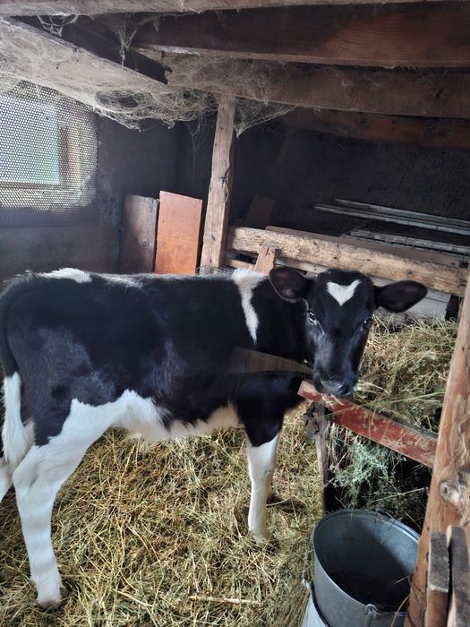 Продам бычка  3 месяца