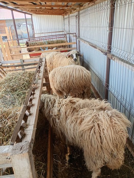 Mioare și berbeci de anul trecut de vânzare de anul trecut din primăvară și din toamna 2025