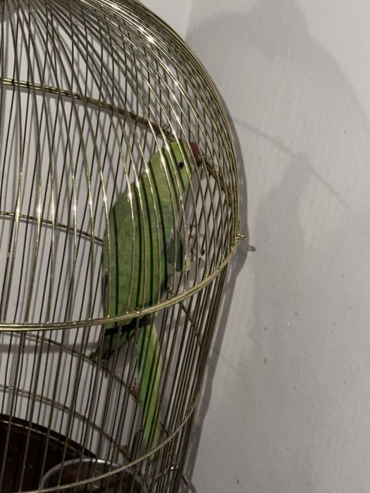 Micul Alexander 10 luni