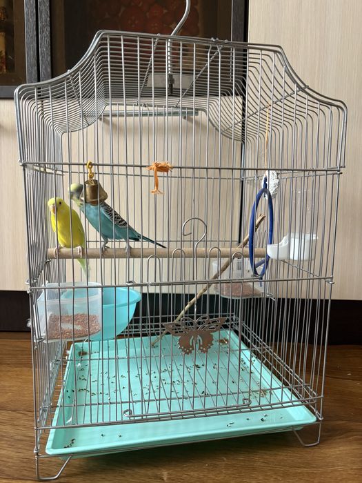 Попугаи волнистые продам