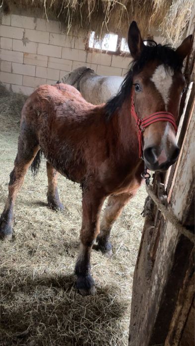 De vnzare un Mânz de 9 luni