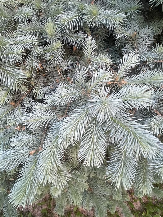 Бельгийская голубая ель