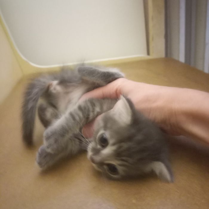 Вислоухий котёнок 1 месяц