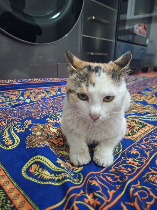 Kasalligi yoʻq emlangan