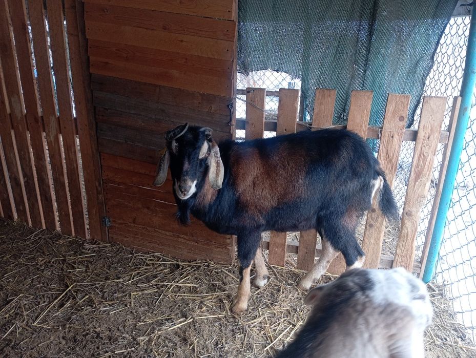 ВНИМАНИЕ! Продается милый козлёнок!!