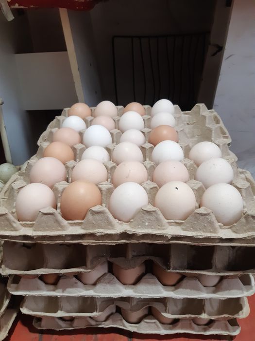 Продам инкубационное яицо