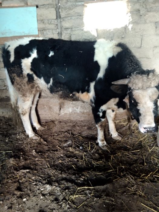 Yemlangan Buqa sotiladi