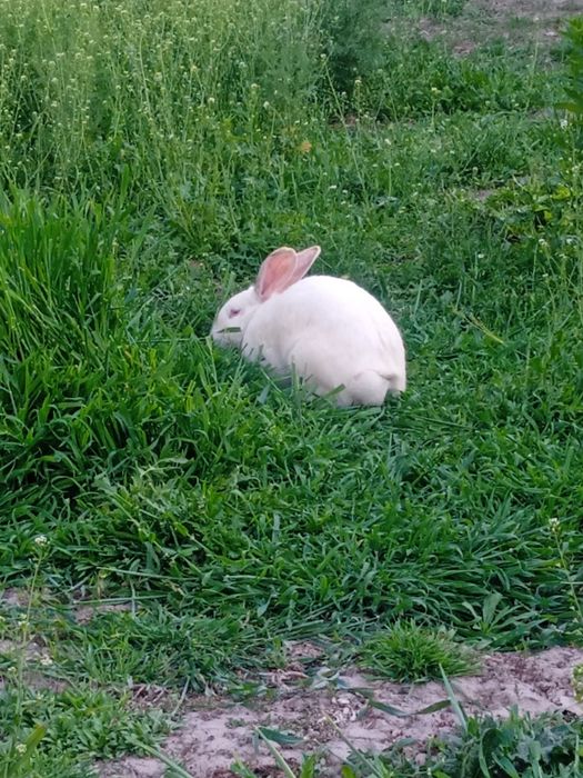 Velikan quyon sotiladi