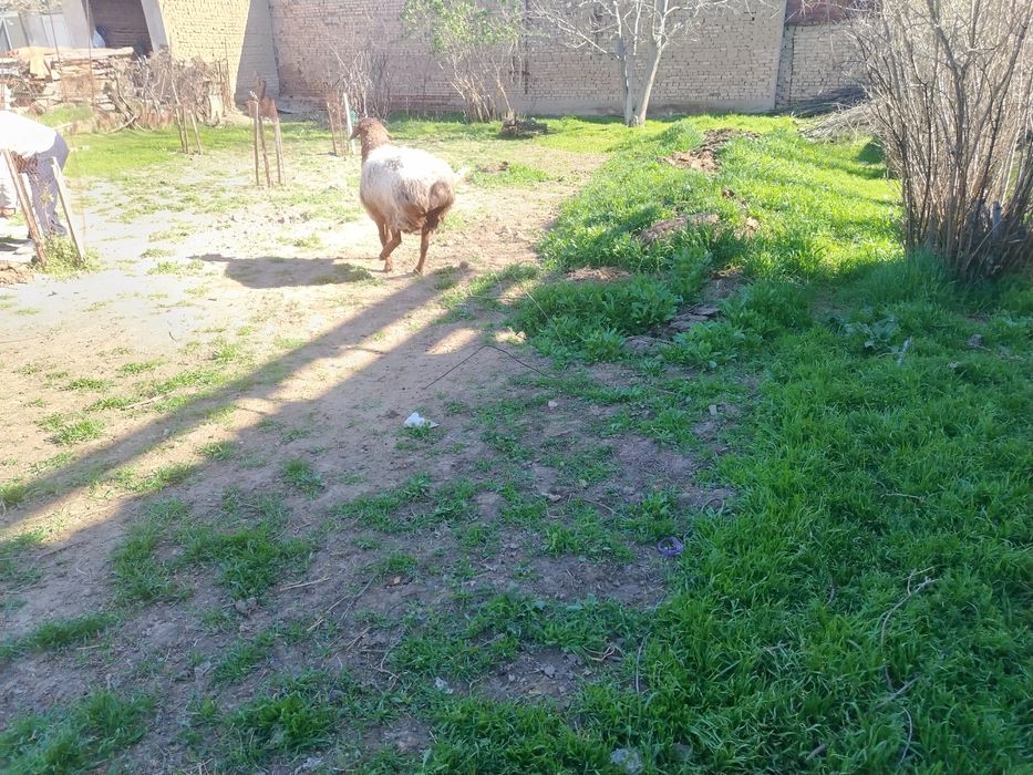 Urg'ochi ona qoy sotiladi