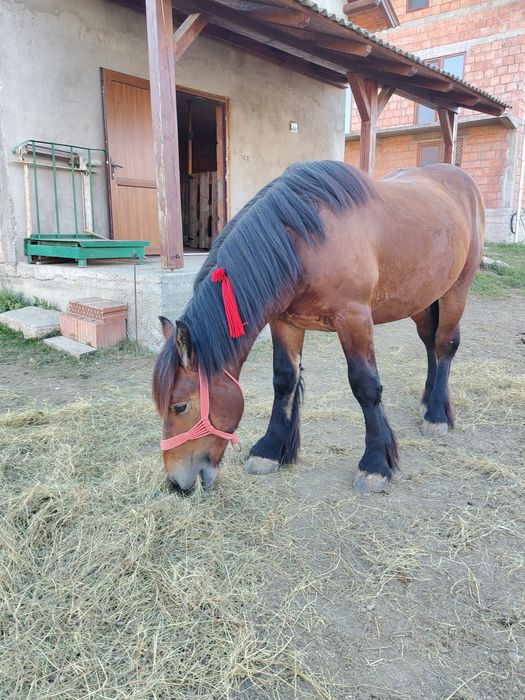 Vând mânz de 1 an și 6 luni din părinți Ardenez