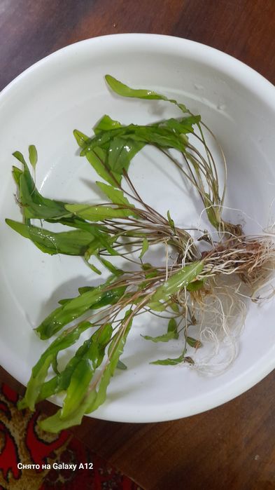 Растения продаются.