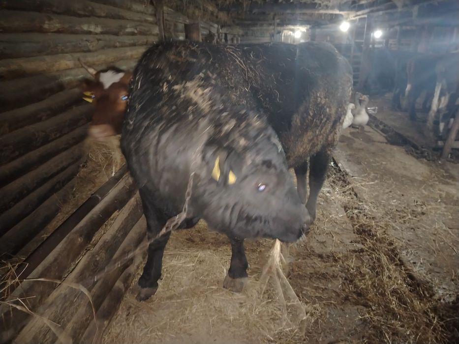 Продоется Ангус.