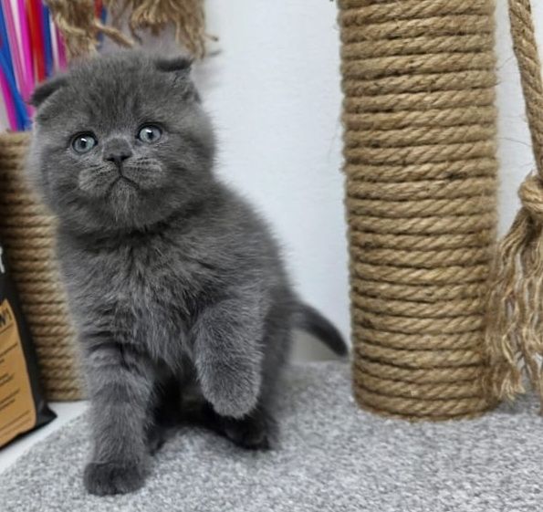 Шотландские  котята