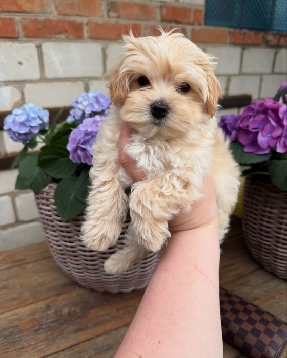 Maltipoo Mini Toy
