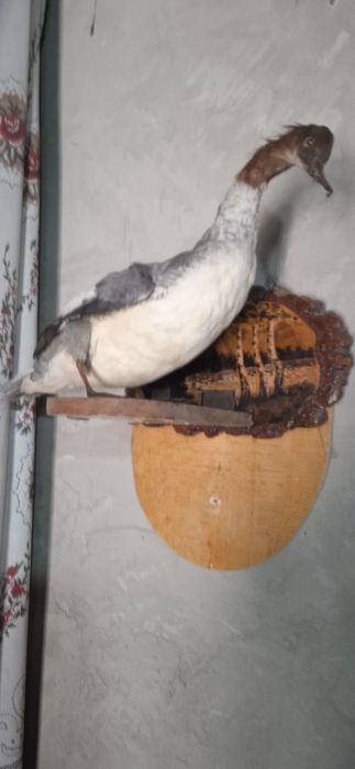 Изготовление чучело диких животных и птиц