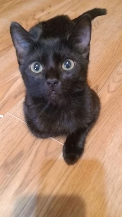 Котят в добрые руки