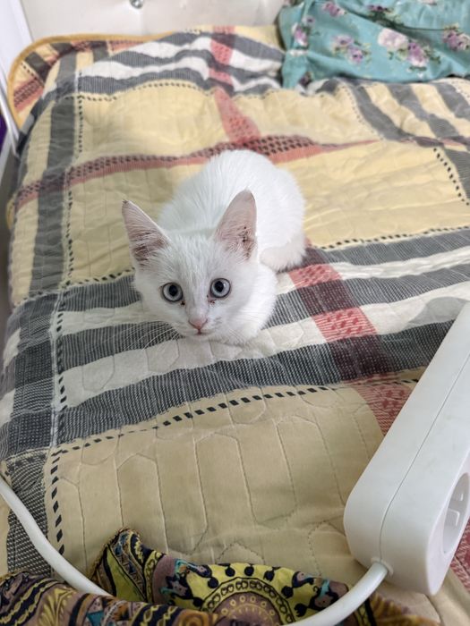 Кошка белый девочка.