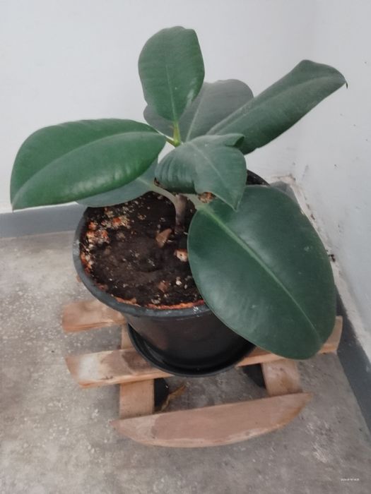 Plante ieftine de interior