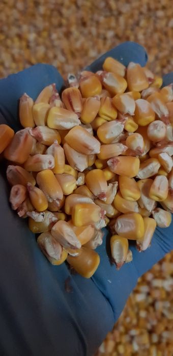 Porumb boabe 1,5 lei / kg. Recolta 2025.