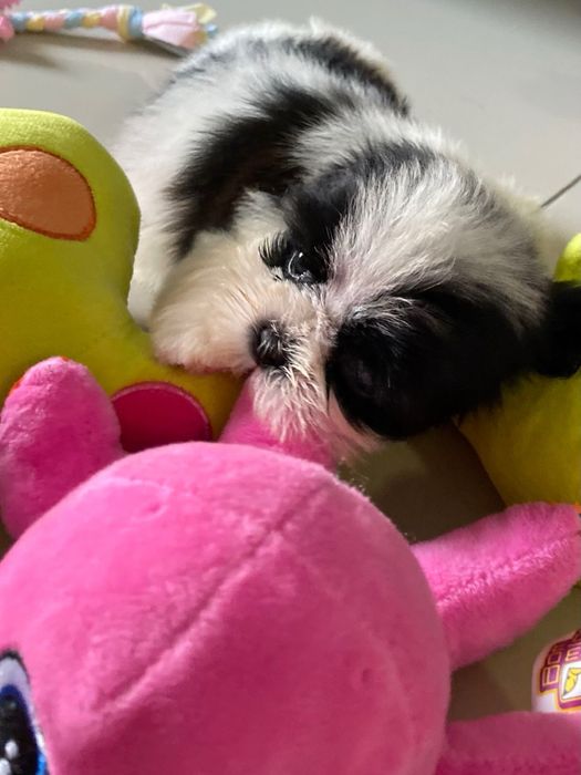 Shih Tzu Mini Toy