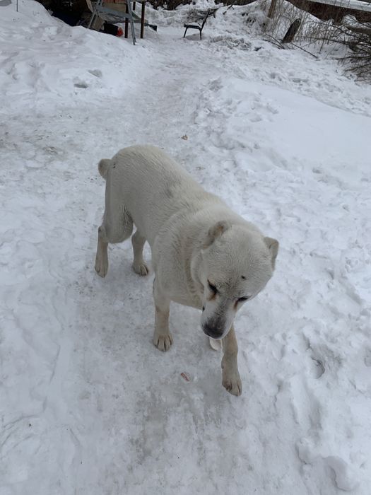 Алабай ждёт невесту