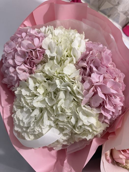 Гортензия 5 штук