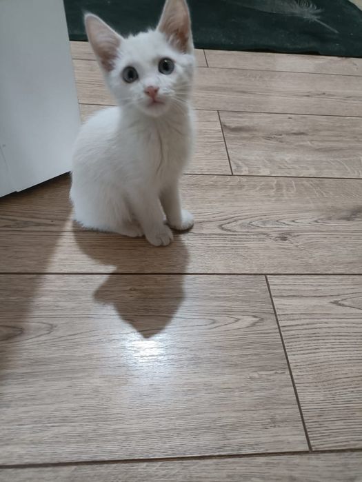 Продам белого котенка