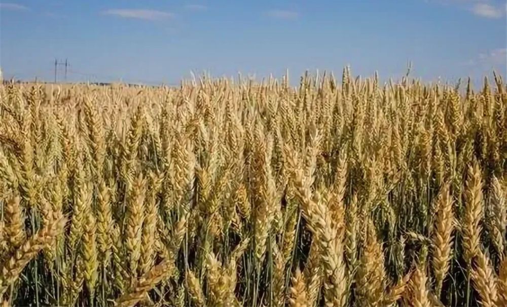 Продам пшеницу 3 клас