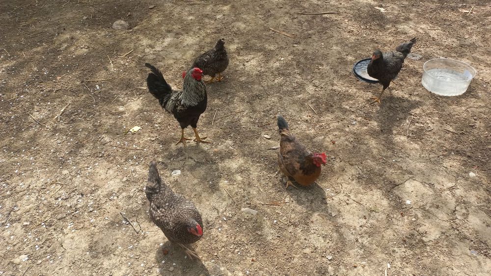 Курицы продаются