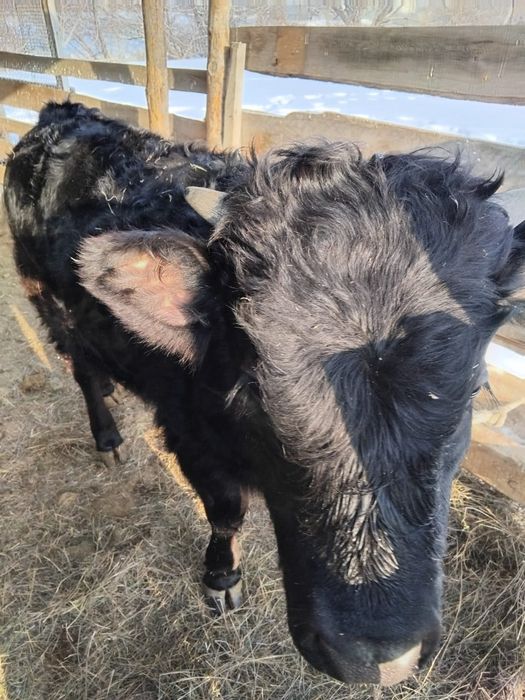 Продам корова с теленком