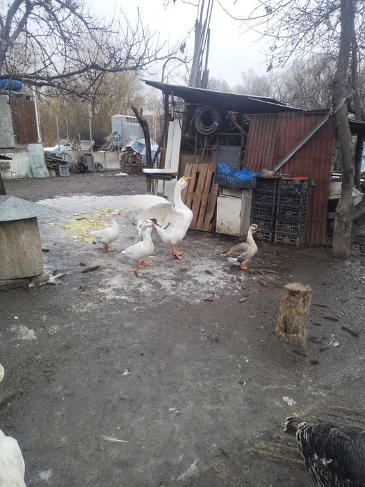 Продам гусей .. .