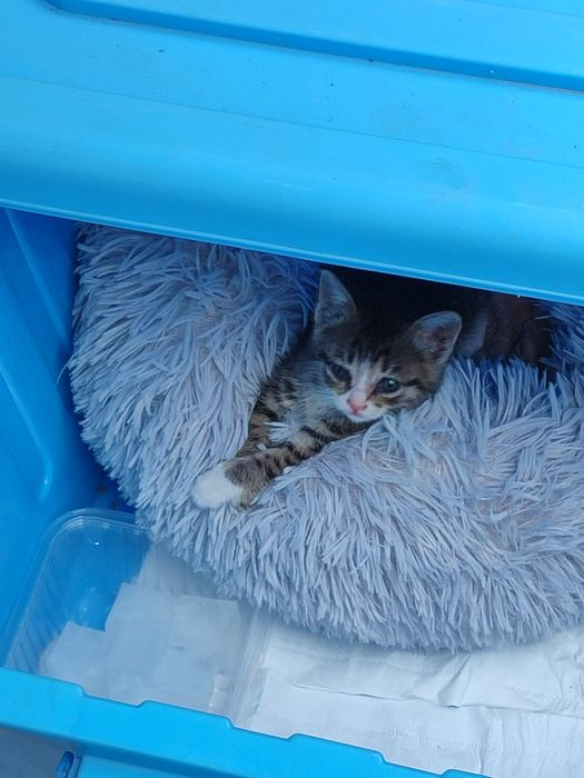 Милый, очень ласковый Котенок в добрые руки