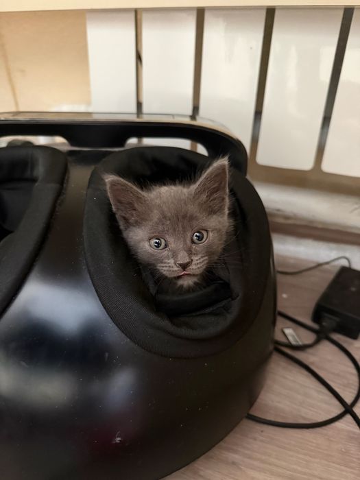 Шотландский котенок мальчик