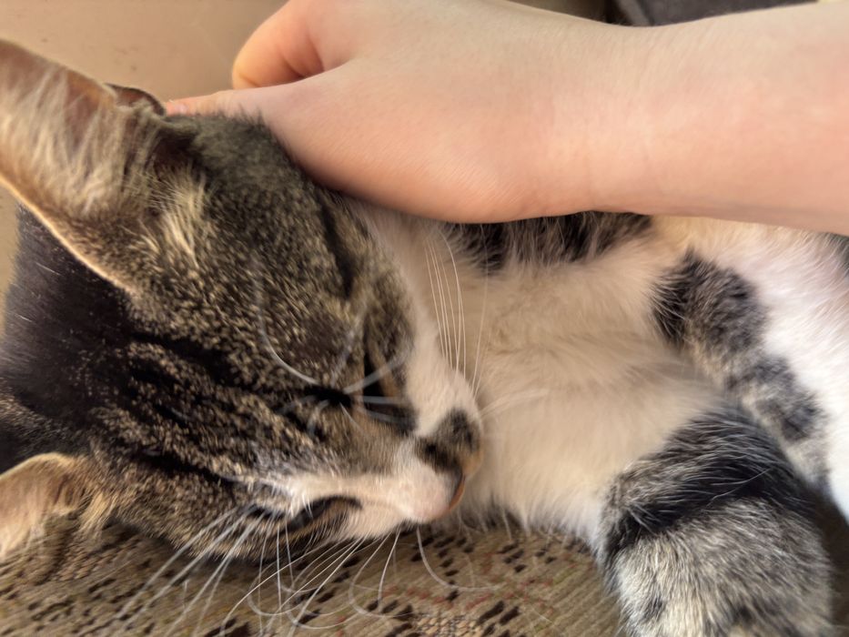 Motan blând și afectuos (Gratuit / Adopție)
