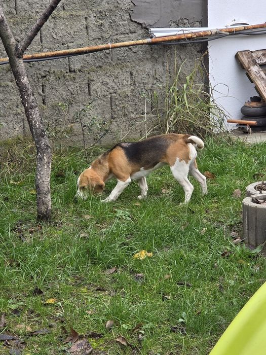 Donez femela  beagle