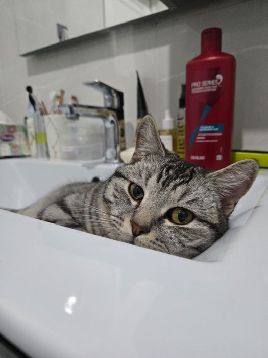 Британский котик в добрые руки